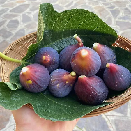 Vittoria